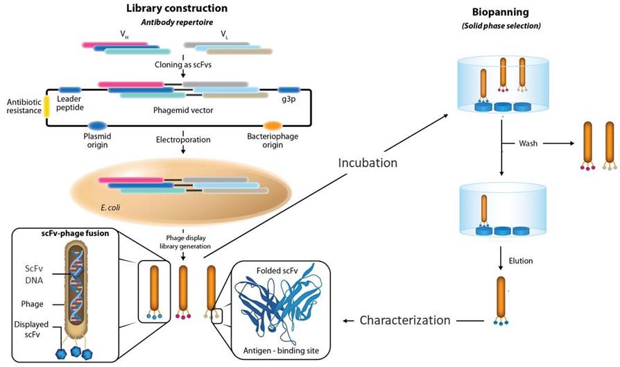 Fig.1 Phage display methodology.