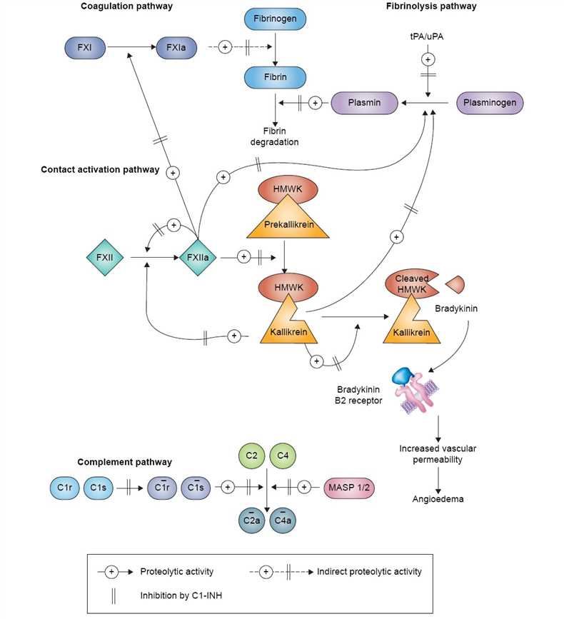 Pathways inhibited by C1 hibitor.