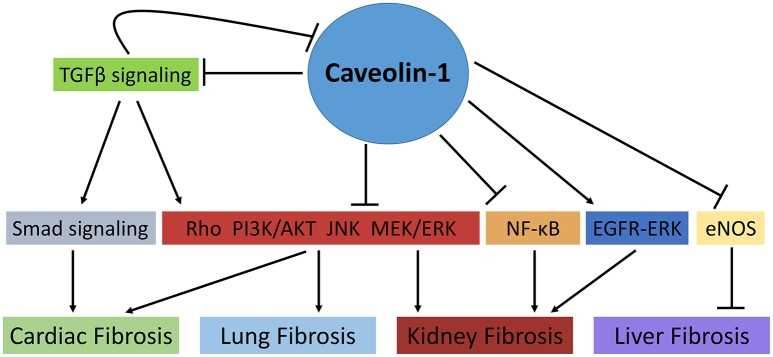 CAV1 Membrane Protein Introduction