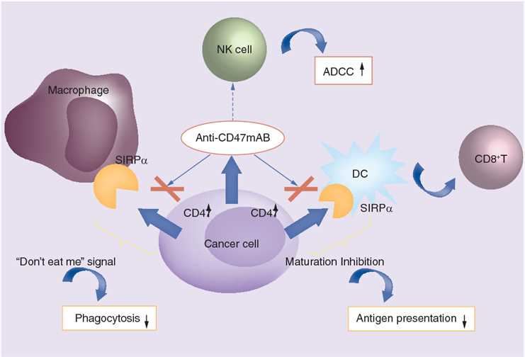 The role of CD47 in cancer and the mechanism of anti-CD47 monoclonal antibodies in cancer treatment.