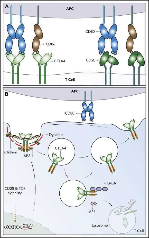 CTLA-4 pathway.