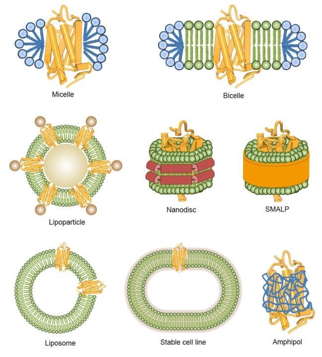 Calcitonin Receptor Family