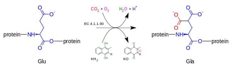 Protein carbamylation refers to the posttranslational modification of proteins or amino acids via adduction with isocyanic acid, on either the N-terminus of proteins or free amino acids (Nα-carbamylation) or the Nε-amino group of protein lysine residues forming carbamyllysine (homocitrulline). Isocyanic acid is formed through either spontaneous decomposition of urea or myeloperoxidase (MPO)-catalyzed oxidation of thiocyanate at sites of inflammation, including atherosclerotic plaques.