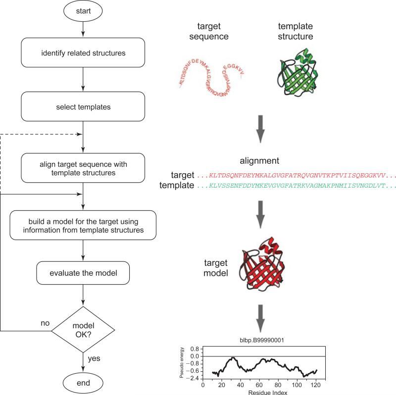 General steps in comparative protein structure modeling.