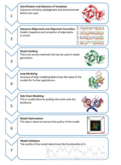 Specific steps in homology modeling.