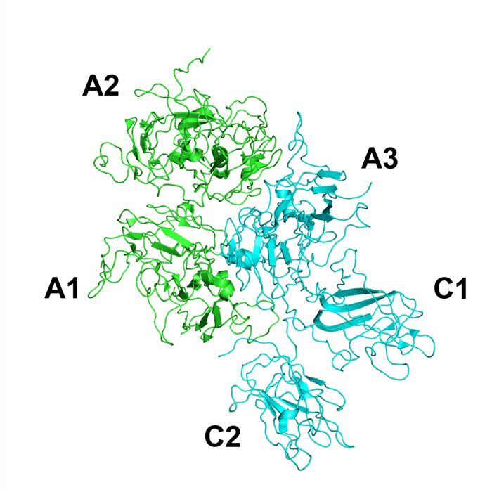 The structure of Factor VIII.