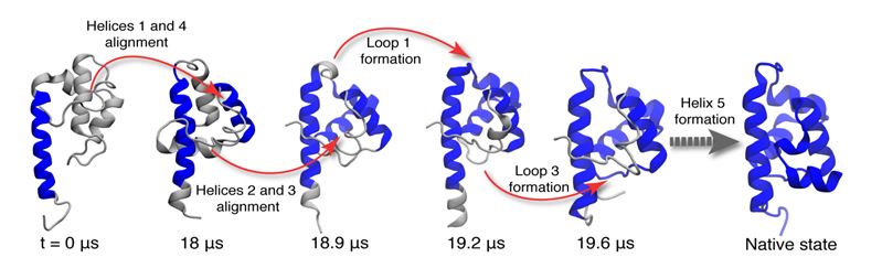 A molecular simulation example: molecular recombination was observed during protein folding during the simulation process.