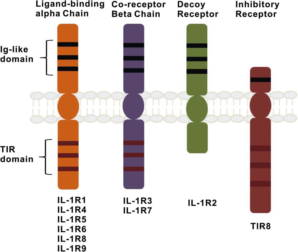 IL-1 family of receptors.