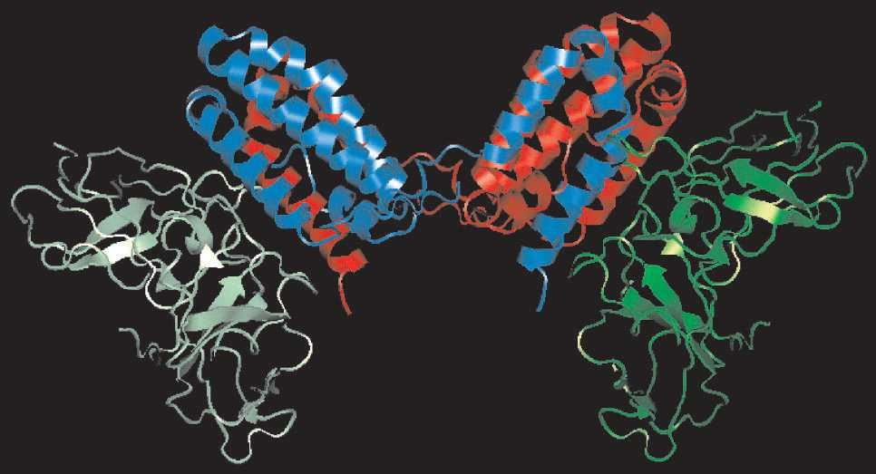 Three-dimensional structure of IL-10.