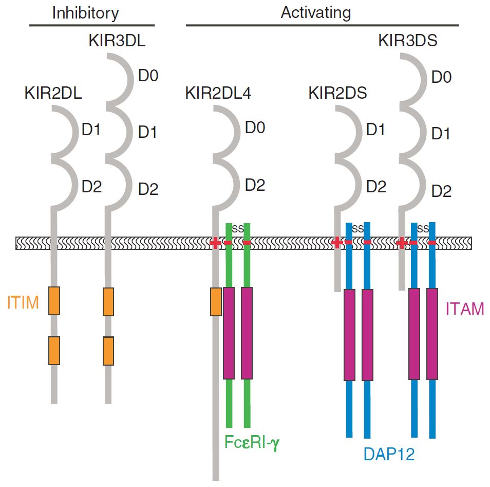 The major structural differences between different KIR family members.