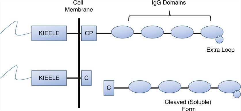 The structure of LAG-3.