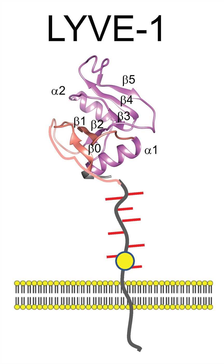 The structure of LYVE-1.