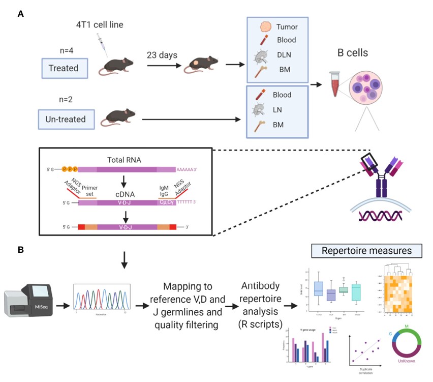 Fig.1 Platform for TIL-B antibody repertoire analysis.