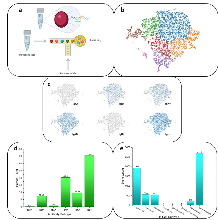 Fig.1 Workflow of single B cell sequencing.