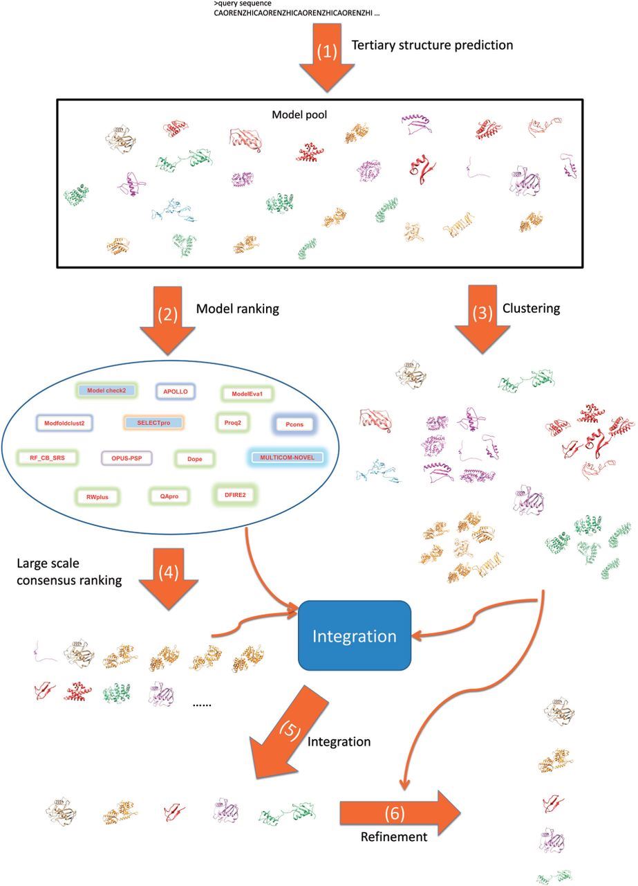 The workflow of the MULTICOM method comprised of six steps. (1) A pool of tertiary structure models is predicted for a target protein. (2) Models are scored and ranked by different QA methods. (3) Models are clustered into groups based on structural similarity. (4) The consensus of individual QA rankings and other information are synthesized to generate the final ranking of all the models. (5) The final ranking and the clustering results are integrated to select top five diverse models for submission. (6) The top five models are combined to generate five refined models to be submitted to CASP11.