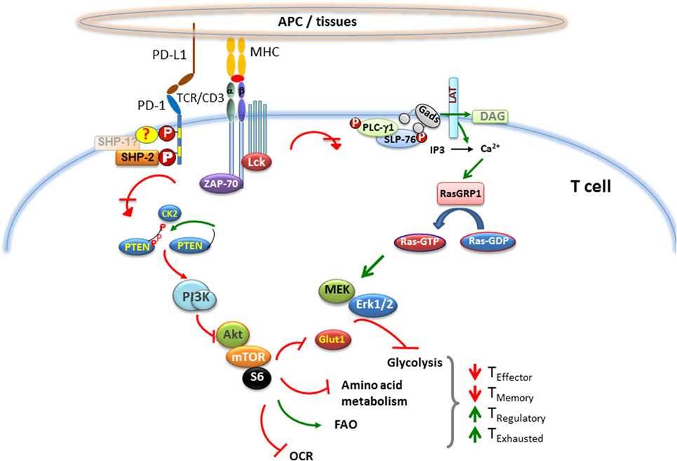 PD-1 pathway.