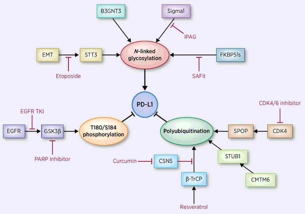 PD-L1 pathway.