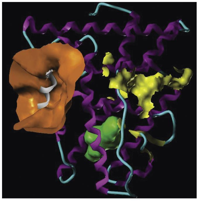 Structure-based Nuclear Receptors Modeling for Pain and Addiction Research