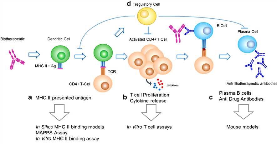 Key processes involved in the development of a humoral, MHC class II-mediated anti-biotherapeutic IgG response and corresponding predictive immunogenicity tools.