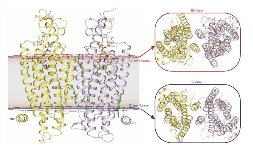 Overall structure of the human SMO receptor 7TM domain.