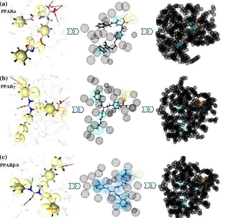 Generation of the structure-based PPAR agonists model.