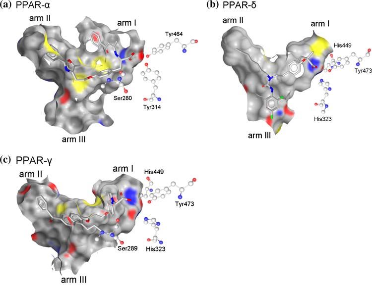 The ligand-binding pockets of the three PPAR subtypes.