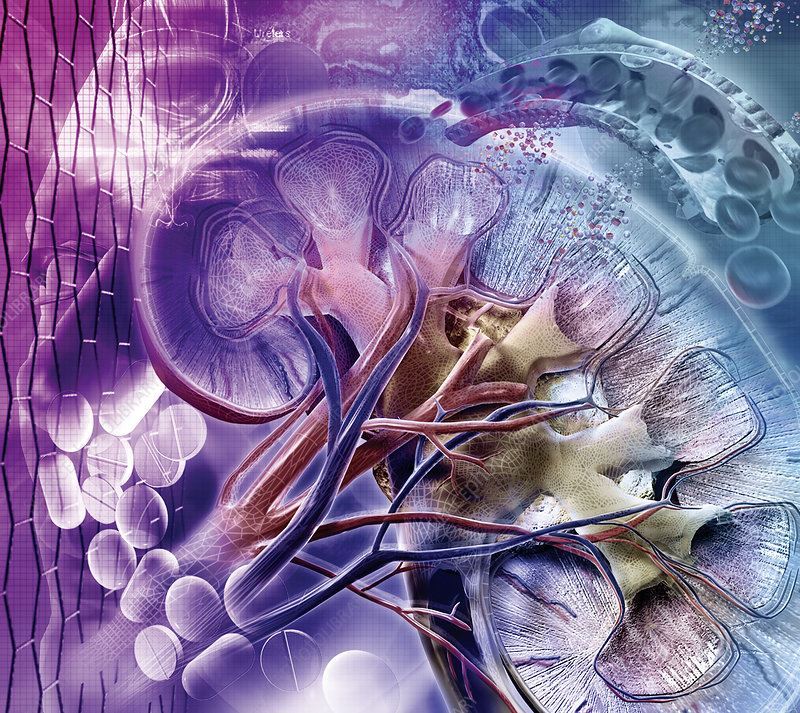 Structure-based Nuclear Receptors Modeling for Digestive and Renal Research