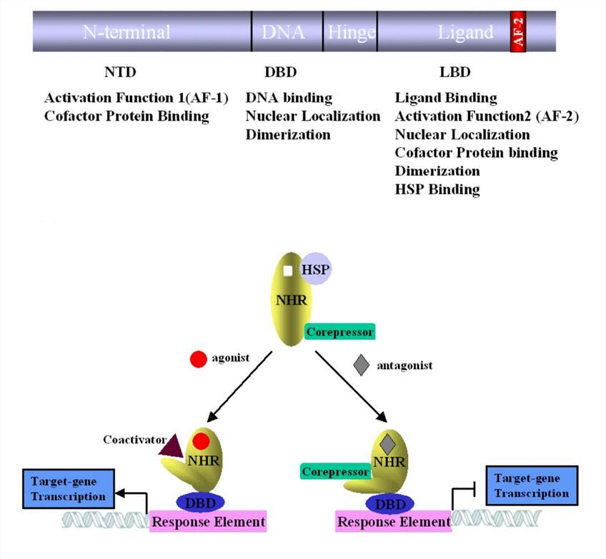 Structure-based pharmacophores modeling and screening.