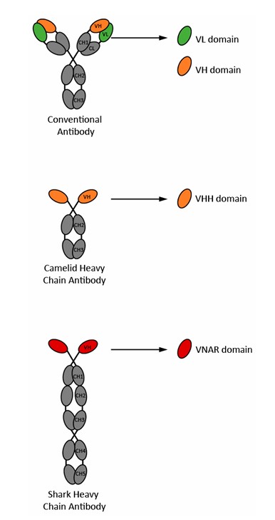 Fig.1 4 types of sdAbs.