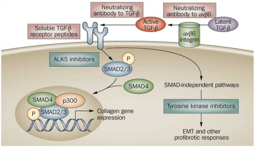 Antagonism of TGF-β signaling: targeting the extracellular pathway.