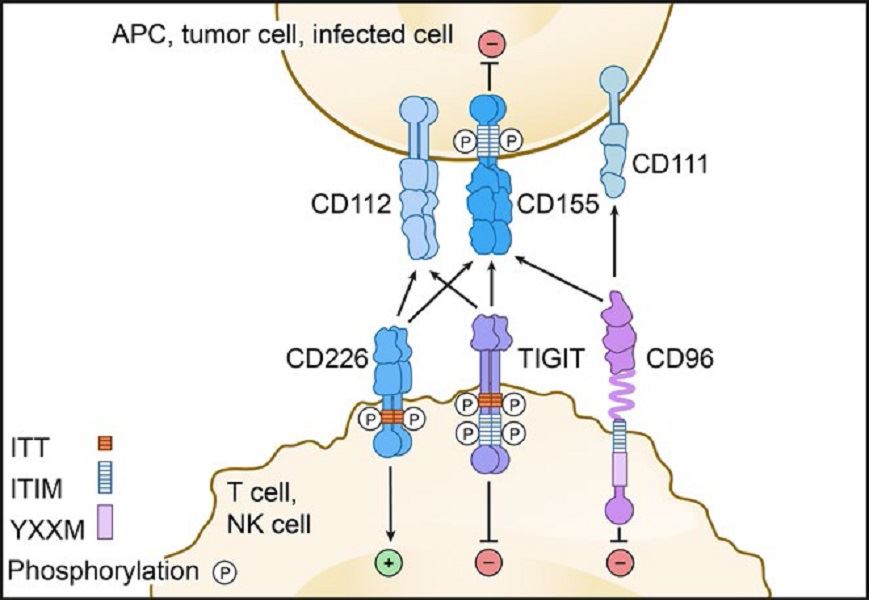 TIGIT pathway. 