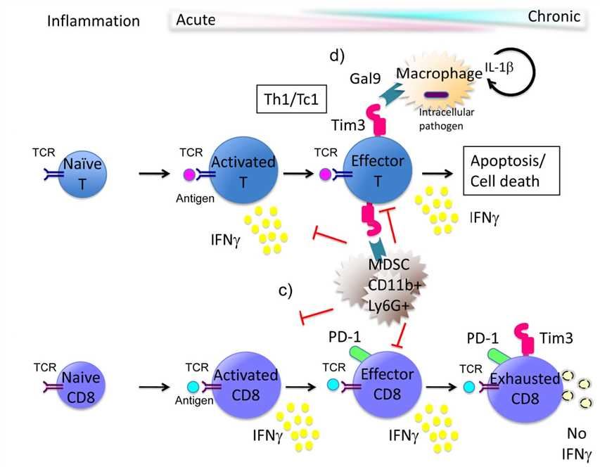 Model of Tim-3 function in the immune response.