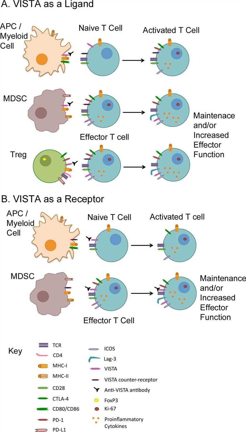 VISTA function as a ligand and a receptor.