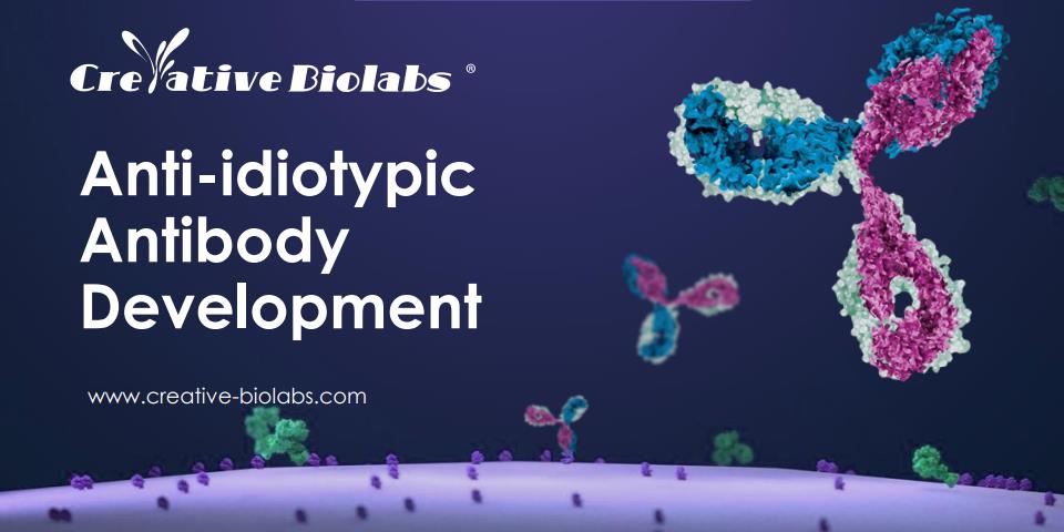 Anti-idiotypic Antibody Development