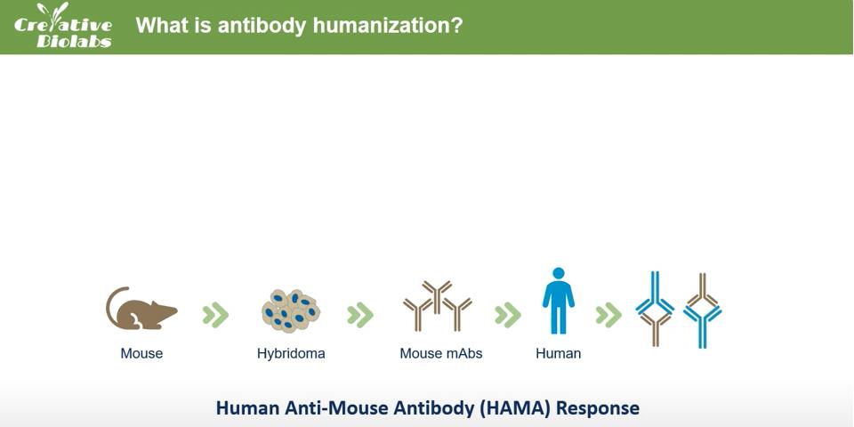 Antibody Humanization Service