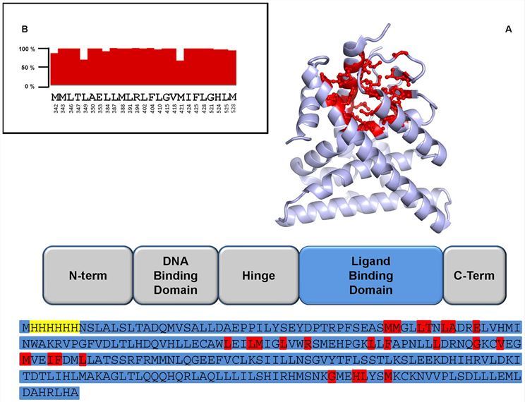 Schematic representation of the structural domains of ER protein.