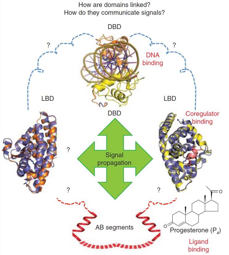 Understanding domain-domain integration in NRs requires structural studies that utilize the complete receptor complexes.