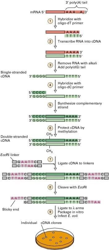 genomic library vs cdna library