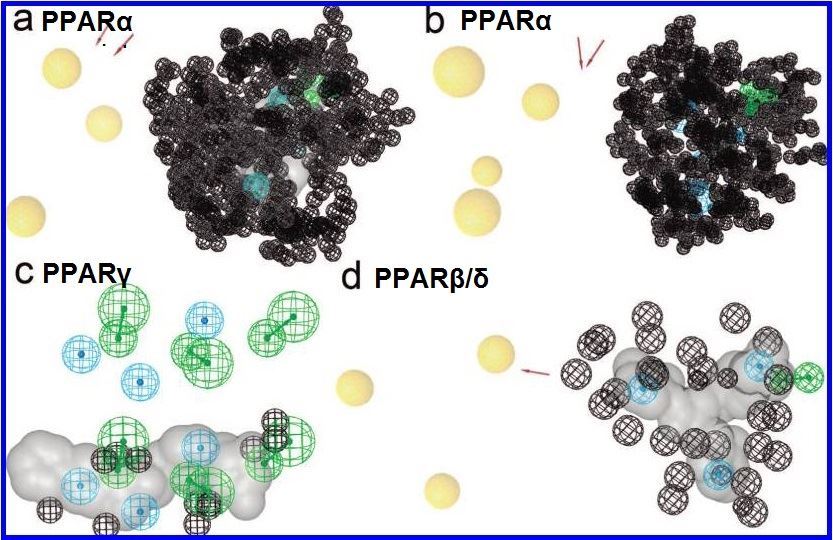 Overview of the complexity of the PPARs agonist model.