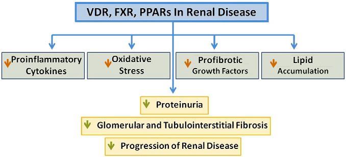 VDR, FXR, and PPARs modulate renal disease through multiple actions.