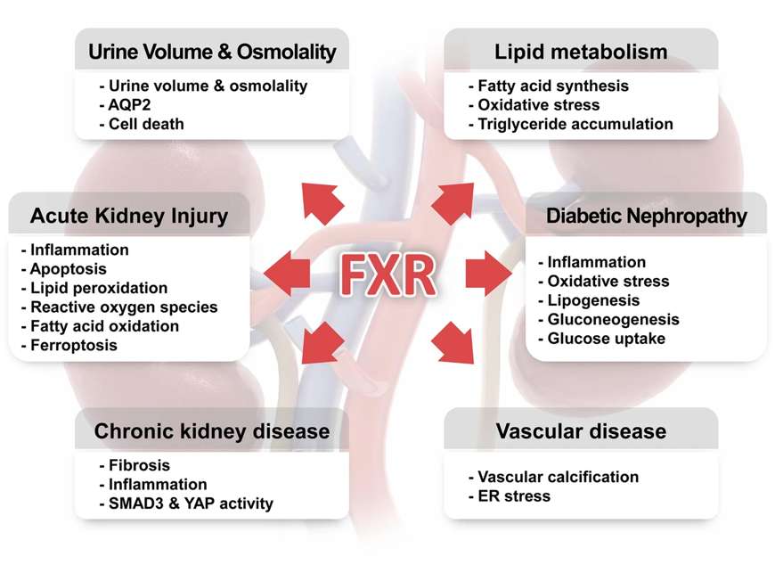 Fig.1 Schematic of the roles of FXR in kidney physiology and diseases. (Kim, et al., 2023)