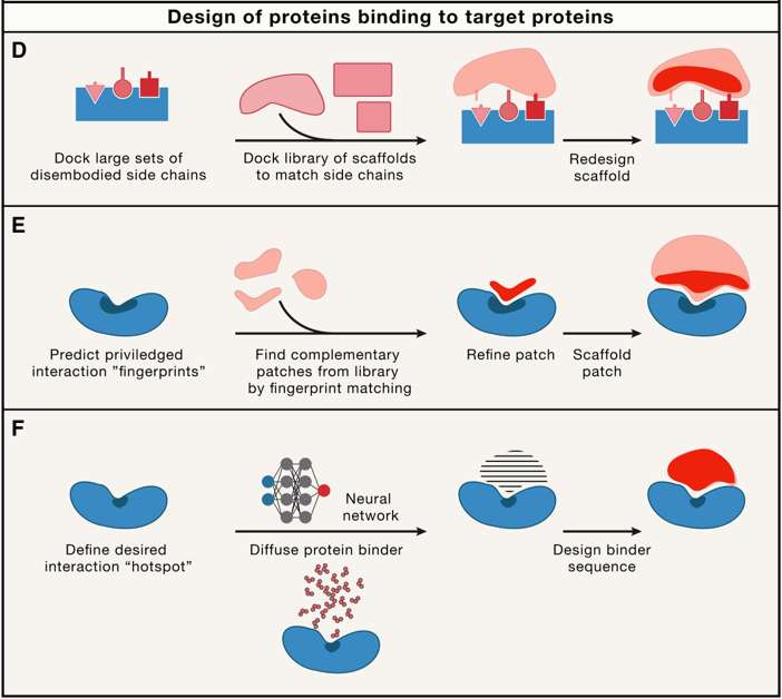 Fig.1 Design of proteins binding to target proteins. (Kortemme, 2024)