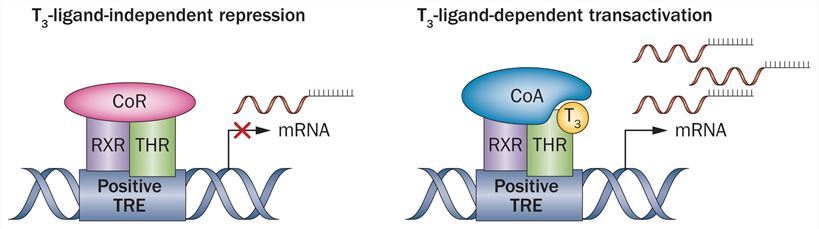 Model of gene regulation by thyroid hormones.