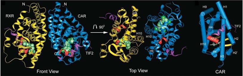 Overall Structure of the CAR/ retinoid X receptor (RXR) Heterodimer.