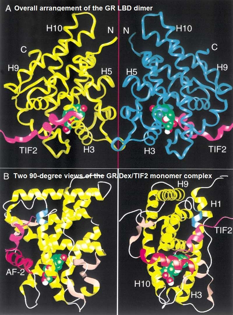 Structure of the GR/Dex/TIF2 complex.