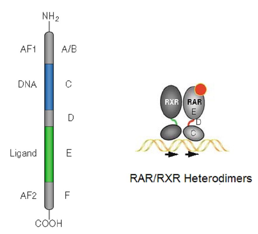 Schematic representation of RAR-RXR heterodimers.