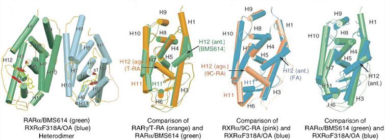 The RXR-RAR LBD heterodimer and its component monomers.