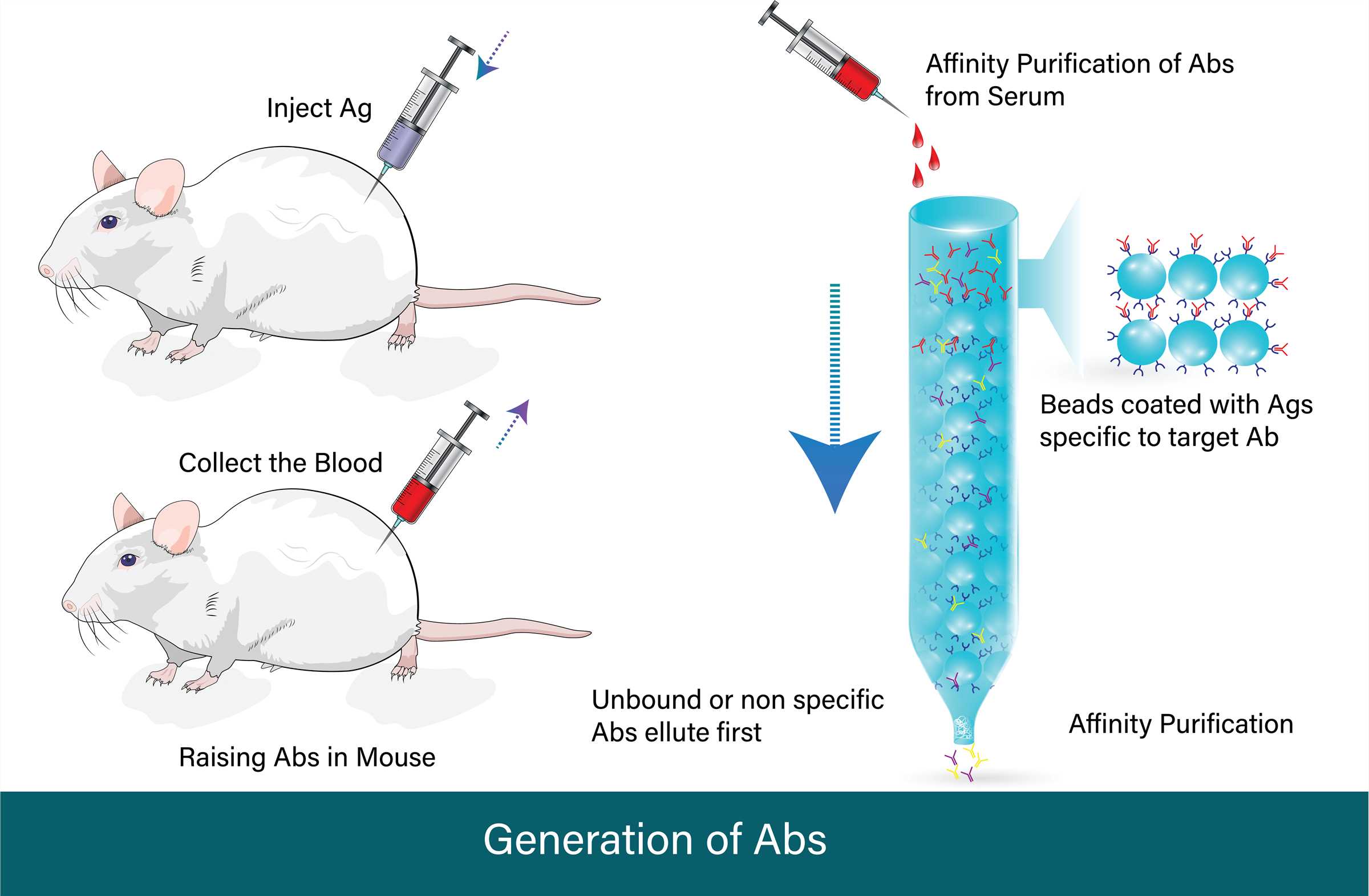 Exploring Recombinant Antibodies: Formats and Generation Methods