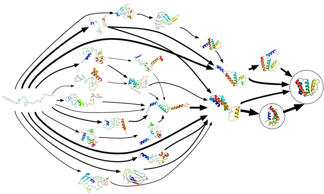 Fig.1 A model illustrating 15 of the highest-flux folding pathways between the unfolded and native states of ACBP, an 86-residue helix-bundle protein. (https://commons.wikimedia.org/wiki/File:ACBP_MSM_from_Folding@home.tiff?page=1)