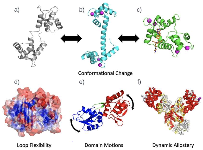 Fig.1 Examples of protein functional dynamics. (Avery, et al., 2022)